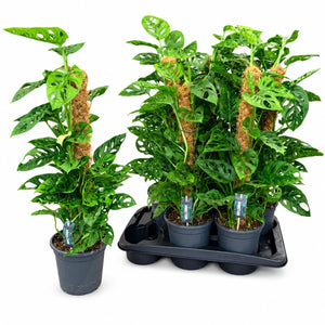 Monstera Monkey Leaf (Monstera adansonii) – 16cm Pot