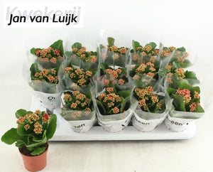 Red Kalanchoe Double Flowering Houseplant – 9cm Pot