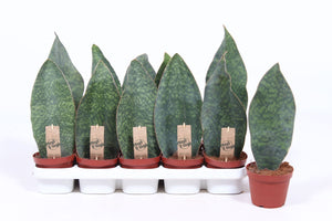 Snake Plant (Sansevieria trifasciata) – 12cm Pot