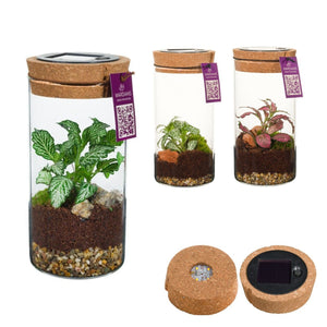 Medium Sirius Glass Terrarium with LED Light – 8cm