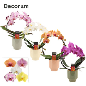 Mixed Phalaenopsis Orchid Collection – 12cm Pot