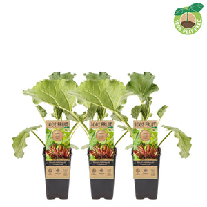 Rhubarb Plant (Rheum rhabarbarum) – 15cm Pot