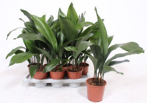 Cast Iron Plant (Aspidistra elatior) – 14cm Pot