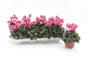 Salmon Pink Cyclamen persicum – 10.5cm Pot