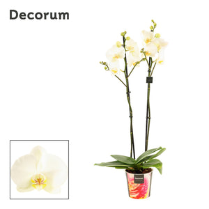 White Phalaenopsis Orchid – 2 Stem, 12cm Pot