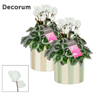 White Small-Flowered Cyclamen persicum – 15cm Ceramic Pot