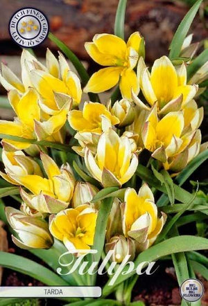 Tulipa tarda Species Tulip Bulbs – Pack of 10