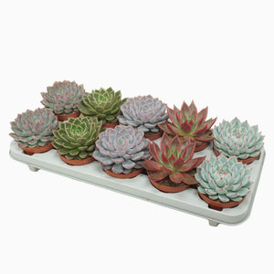 Mixed Echeveria Succulent – 10.5cm Pot