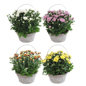 Mixed Chrysanthemum Hanging Basket – 27cm