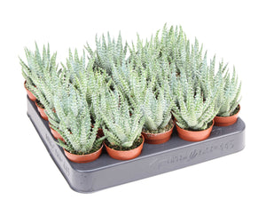Aloe humilis – 5.5cm Pot