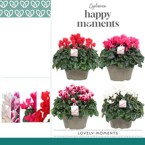 White Large-Flowered Cyclamen (Cyclamen persicum) – 22cm Pot