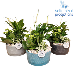 Sarah Navy Peace Lily (Spathiphyllum) – 19cm Ceramic Pot