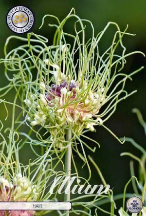 Allium ‘Hair’ Flower Bulbs – Mixed Colours