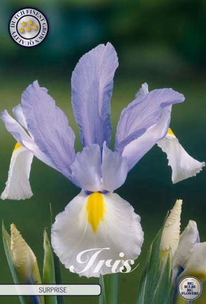 Dutch Iris Bulbs – Mixed Colours, Size 8/9