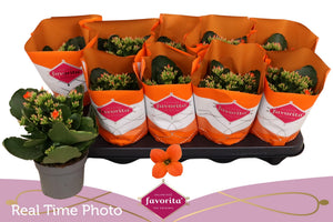Orange Kalanchoe Blossfeldiana – 10.5cm Pot
