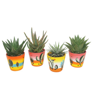 Mixed Haworthia Succulent in Ceramic Decorative Pot – 8.5cm