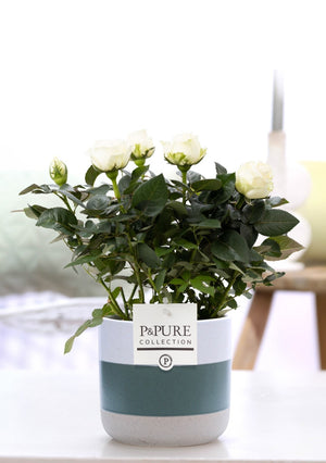 White Rose Houseplant in Ceramic Pot – 12cm