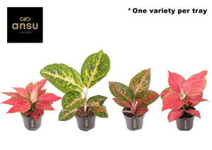 Aglaonema Emerald Stone – 12cm Pot