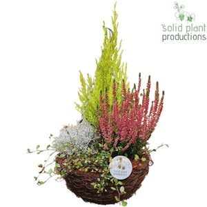 Salim Hanging Basket Arrangement – 26cm Pot