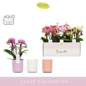 Mixed Phalaenopsis Orchid – 12cm Pot, 35cm High