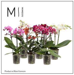 Mixed Phalaenopsis Orchid – 2 Stem, 9cm Pot