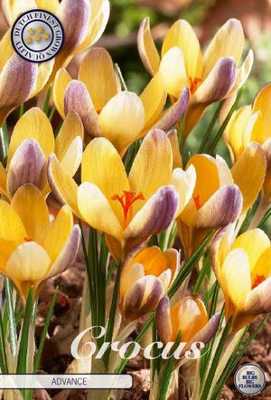 Crocus chrysanthus ‘Advance’ Flower Bulbs – 10 Bulbs