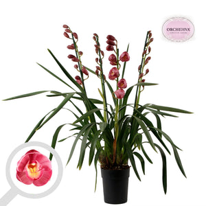 Red Cymbidium Orchid – 14cm Pot, 85cm Tall