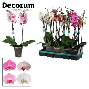 Mixed Phalaenopsis Orchid – 2 Stem, 12cm Pot