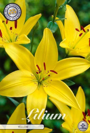 Yellow Asiatic Lily Bulb – Lilium asiaticum