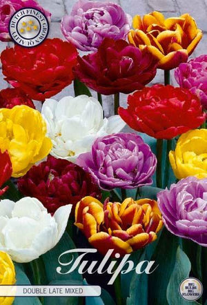 Mixed Double Late Tulip Bulbs – 12cm+