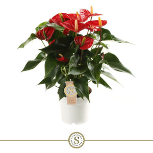 Red Anthurium ‘Champion’ – 14cm Pot, 50cm Tall