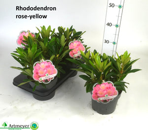 Rhododendron ‘Percy Wiseman’ – 17cm Pot