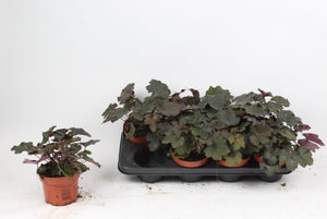 Heuchera 'Americana' – 13cm Pot