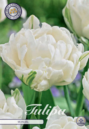 Double Early ‘Mondial’ Tulip Bulbs – Pack of 7