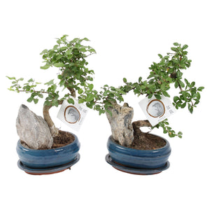 Indoor Bonsai Tree – 16cm Ceramic Pot