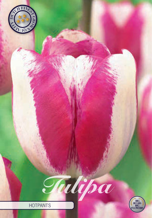 Tulip ‘Hot Pants’ Triumph Bulbs – 12/+