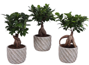 Ficus Ginseng Bonsai (Ficus microcarpa) – 14cm Pot