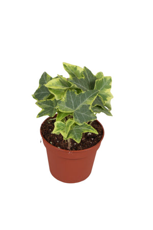Variegated English Ivy (Hedera helix) – 8.5cm Pot