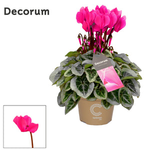 White Small-Flowered Cyclamen persicum – 10.5cm Pot