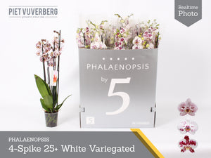 White Phalaenopsis Orchid – 12cm Pot, 70cm