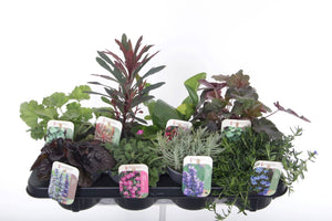 Mixed Hardy Perennial Plant – 13cm Pot