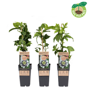 Passion Fruit Plant (Passiflora edulis) – 15cm Pot