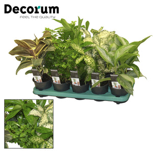 Mixed Green Houseplant – 12cm Pot, 50cm High
