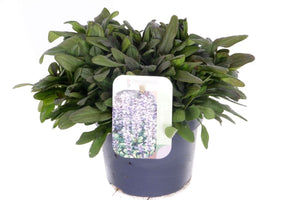 Ajuga ‘Rep Chocolate Chips’ – 13cm Pot