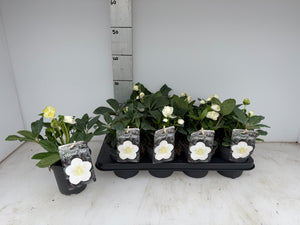 White Hellebore (Helleborus) – 13cm Pot