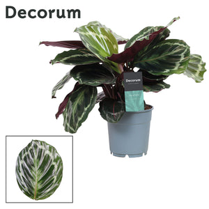 Calathea Medallion – 12cm Pot, 30cm High