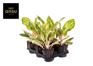 Aglaonema ‘Peach Pearl’ – 12cm Pot, 30cm High