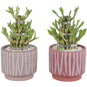 Lucky Bamboo (Dracaena sanderiana) – 14cm Pot