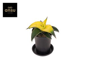 Sans Star Snake Plant (Sansevieria) – 7.5cm Pot