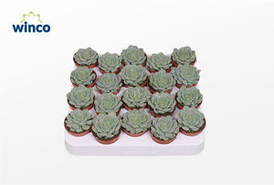 Echeveria derenbergii ‘Blue’ Succulent – 5.5cm Pot